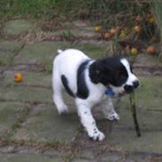 Cocker spaniel Scott <3