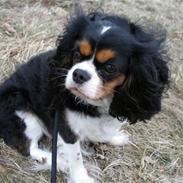 Cavalier king charles spaniel Nørgaards Berta