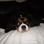 Cavalier king charles spaniel Nørgaards Berta