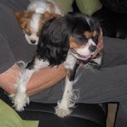 Cavalier king charles spaniel Nørgaards Berta