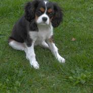 Cavalier king charles spaniel Nørgaards Berta