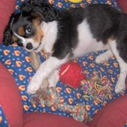 Cavalier king charles spaniel Nørgaards Berta