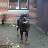 Rottweiler Vom hause luna's fighter 