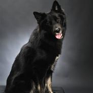 Blanding af racer Coda