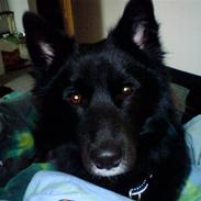 Blanding af racer Coda