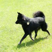 Blanding af racer Coda