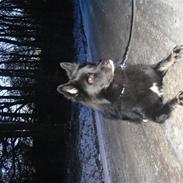 Blanding af racer Coda