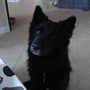 Blanding af racer Coda