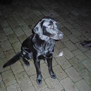 Labrador retriever Laban <3