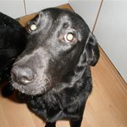 Labrador retriever Laban <3