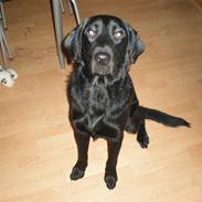 Labrador retriever Laban <3