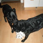 Labrador retriever Laban <3