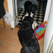 Labrador retriever Laban <3