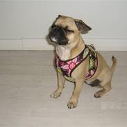 Blanding af racer Frida