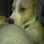 Amerikansk staffordshire terrier Tyson