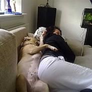 Amerikansk staffordshire terrier Tyson