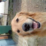 Golden retriever Dusky <33