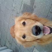 Golden retriever Dusky <33