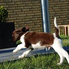 Kleiner münsterländer Bobby