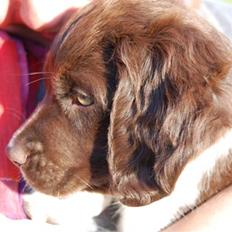 Kleiner münsterländer Bobby