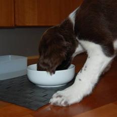 Kleiner münsterländer Bobby