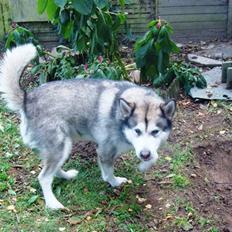 Alaskan malamute Max