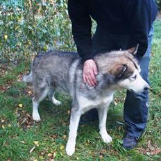 Alaskan malamute Max