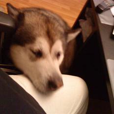 Alaskan malamute Max