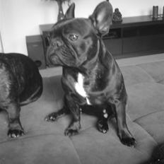 Fransk bulldog Aggie