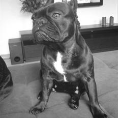 Fransk bulldog Aggie