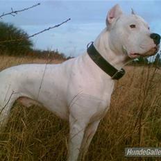 Dogo argentino Vato