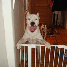 Dogo argentino Vato