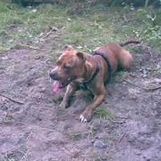 Staffordshire bull terrier Hailie