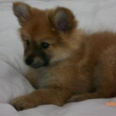 Blanding af racer gangster Tyson ;)