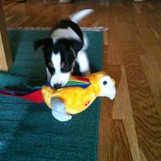 Jack russell terrier Robbie Williams