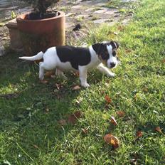 Jack russell terrier Robbie Williams