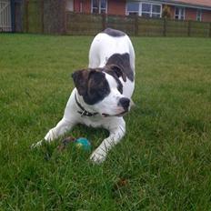 Amerikansk bulldog Tasja