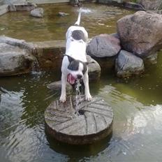 Amerikansk bulldog Tasja