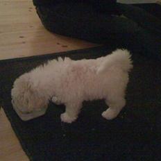 Bichon à poil frisé Aslan