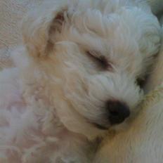 Bichon à poil frisé Aslan