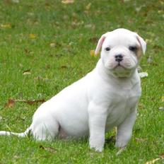 Blanding af racer Bertha