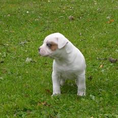 Blanding af racer Bertha