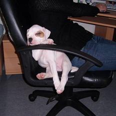 Blanding af racer Bertha