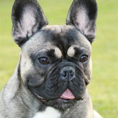 Fransk bulldog Bonzo R.I.P.