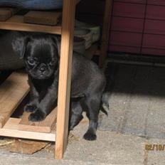 Griffon petit brabancon Hulebo's Darling