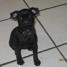 Griffon petit brabancon Hulebo's Darling