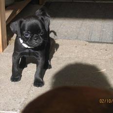 Griffon petit brabancon Hulebo's Darling