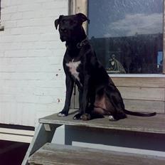 Amerikansk staffordshire terrier HEROS (SMULLER-HEROS)