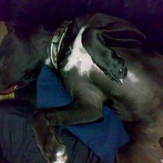 Amerikansk staffordshire terrier HEROS (SMULLER-HEROS)