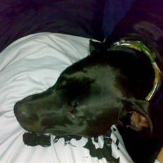 Amerikansk staffordshire terrier HEROS (SMULLER-HEROS)